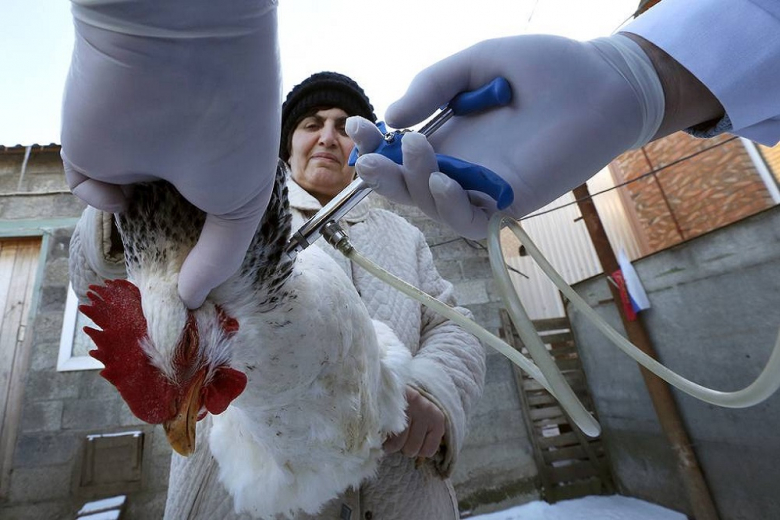 В России выпустили новую вакцину от гриппа птиц